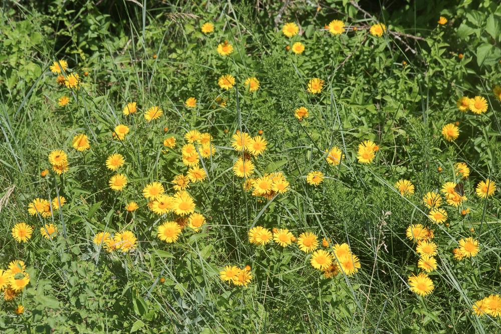 Inule à feuilles de saule Inula salicina L., 1753
