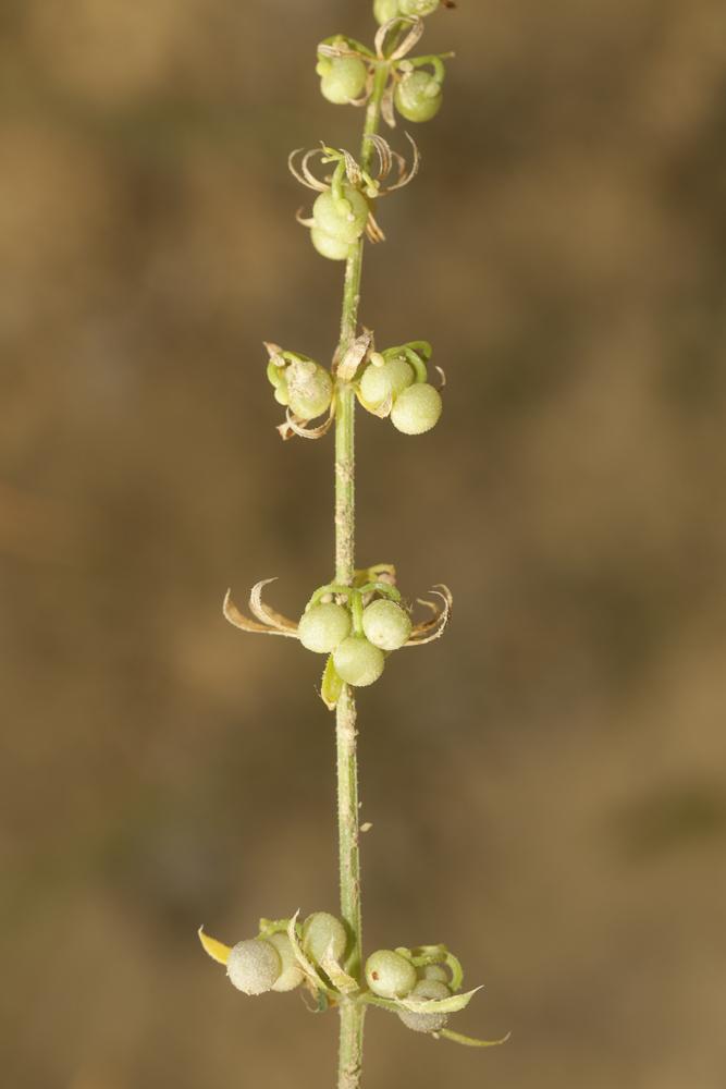 Gaillet à trois cornes Galium tricornutum Dandy, 1957
