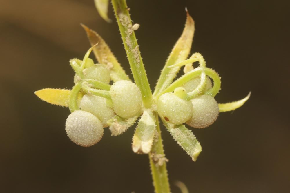 Gaillet à trois cornes Galium tricornutum Dandy, 1957