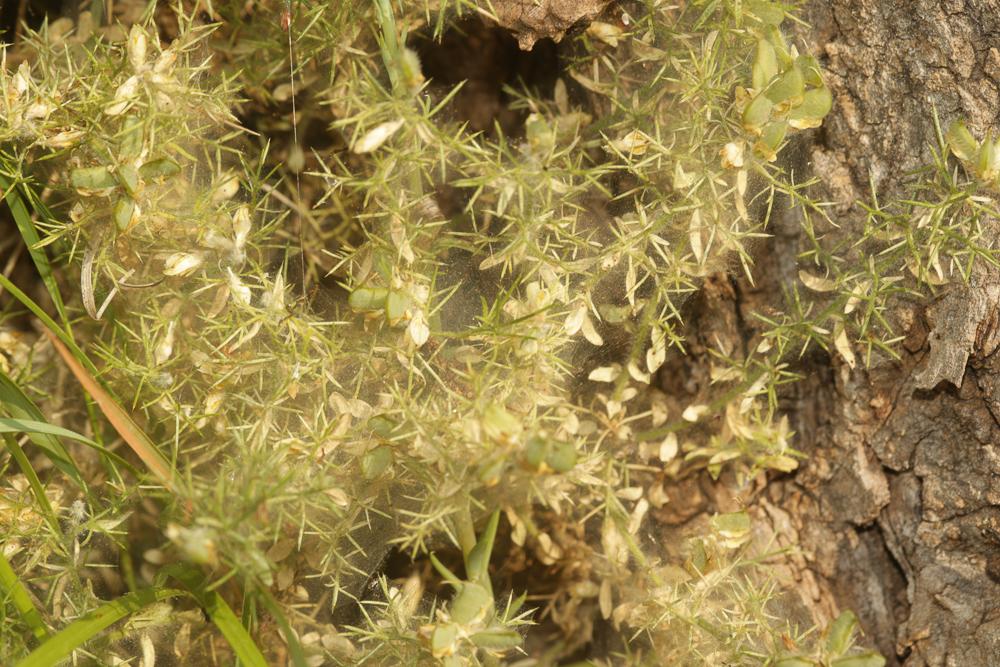 Tetranychus lintearius Dufour, 1832