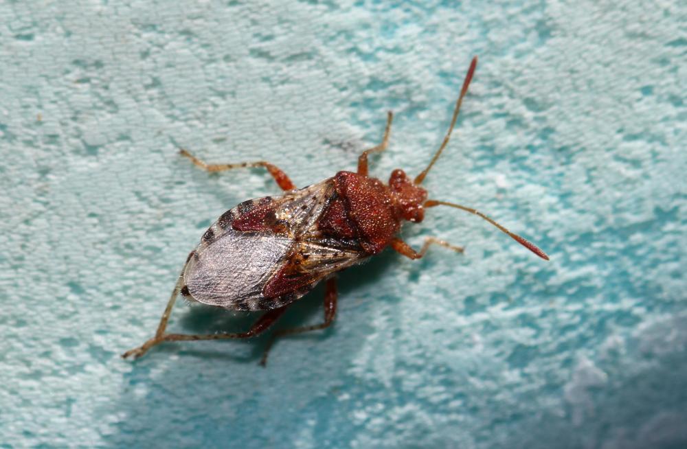 Rhopalus subrufus (Gmelin, 1790)