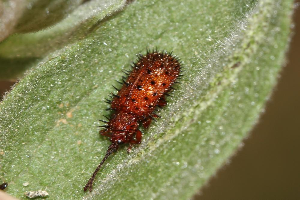 Dicladispa testacea (Linnaeus, 1767)