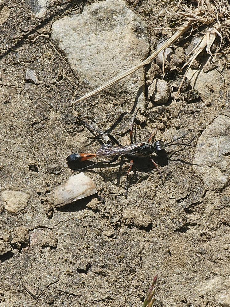 Ammophila heydeni Dahlbom, 1845