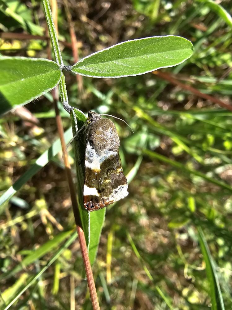 Collier blanc (Le) Acontia lucida (Hufnagel, 1766)