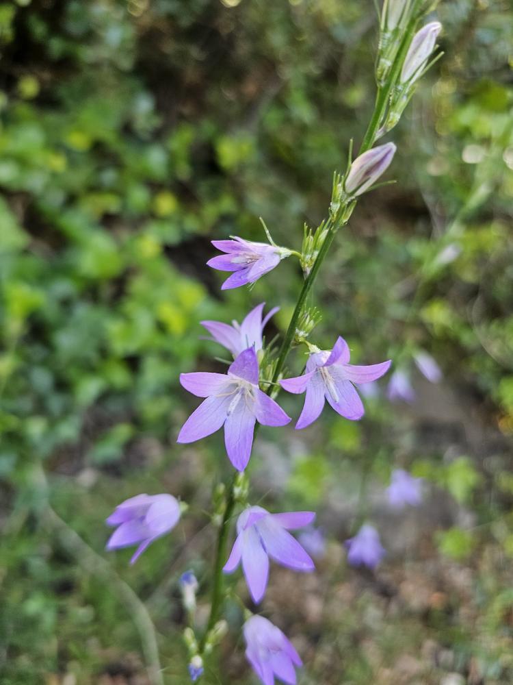 Campanule raiponce Campanula rapunculus L., 1753