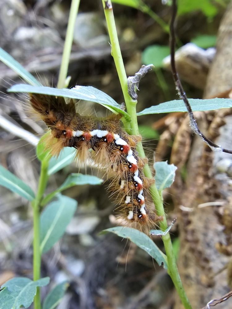 Noctuelle de la Patience (La) Acronicta rumicis (Linnaeus, 1758)