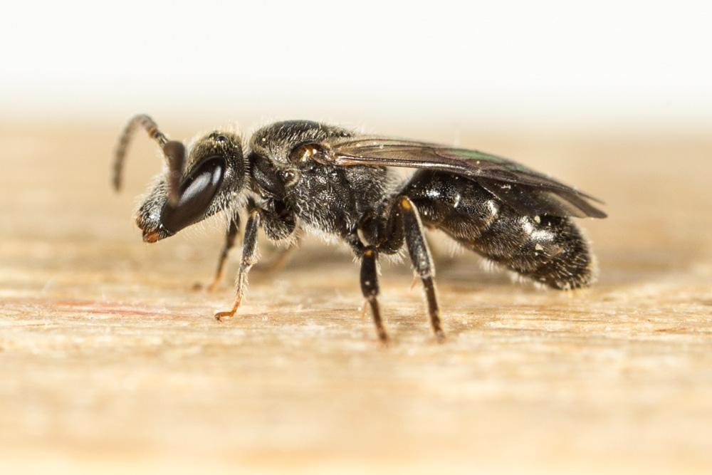 Le  sp. Lasioglossum Curtis, 1833 sp.