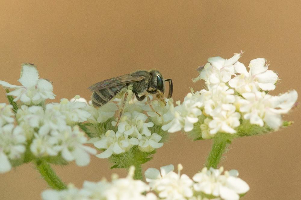 Le  sp. Seladonia Robertson, 1918 sp.