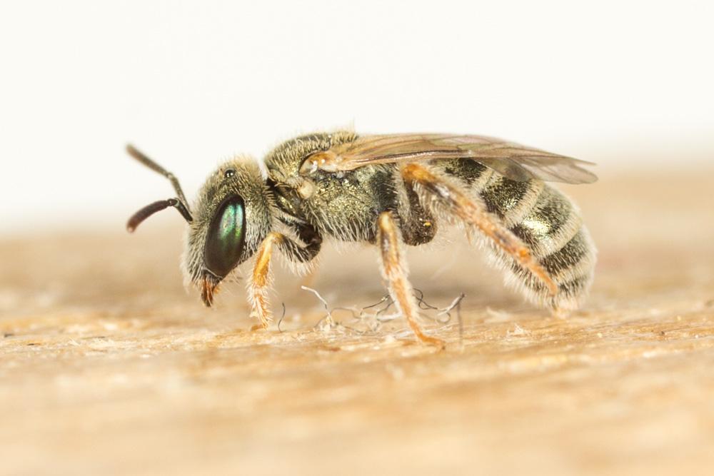 Le  sp. Seladonia Robertson, 1918 sp.