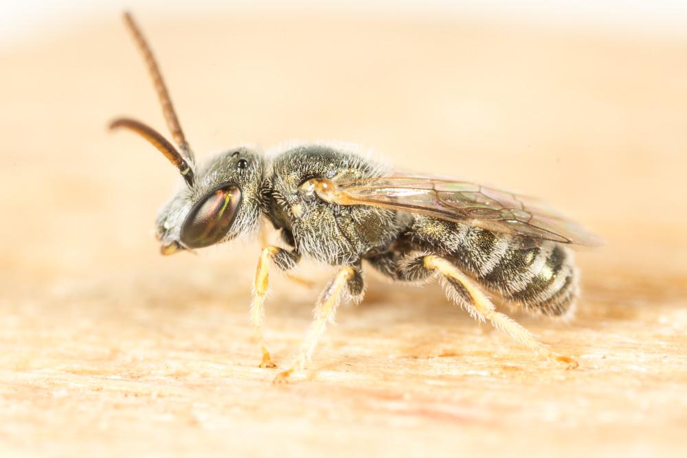 Le  sp. Seladonia Robertson, 1918 sp.
