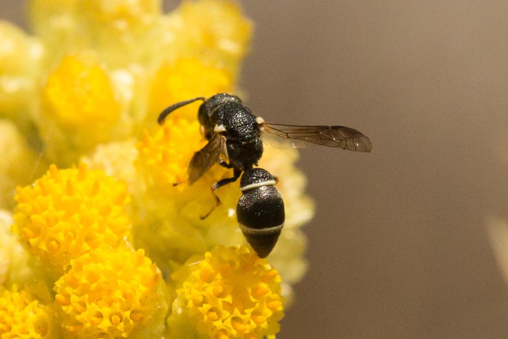 Microdynerus Thomson, 1874