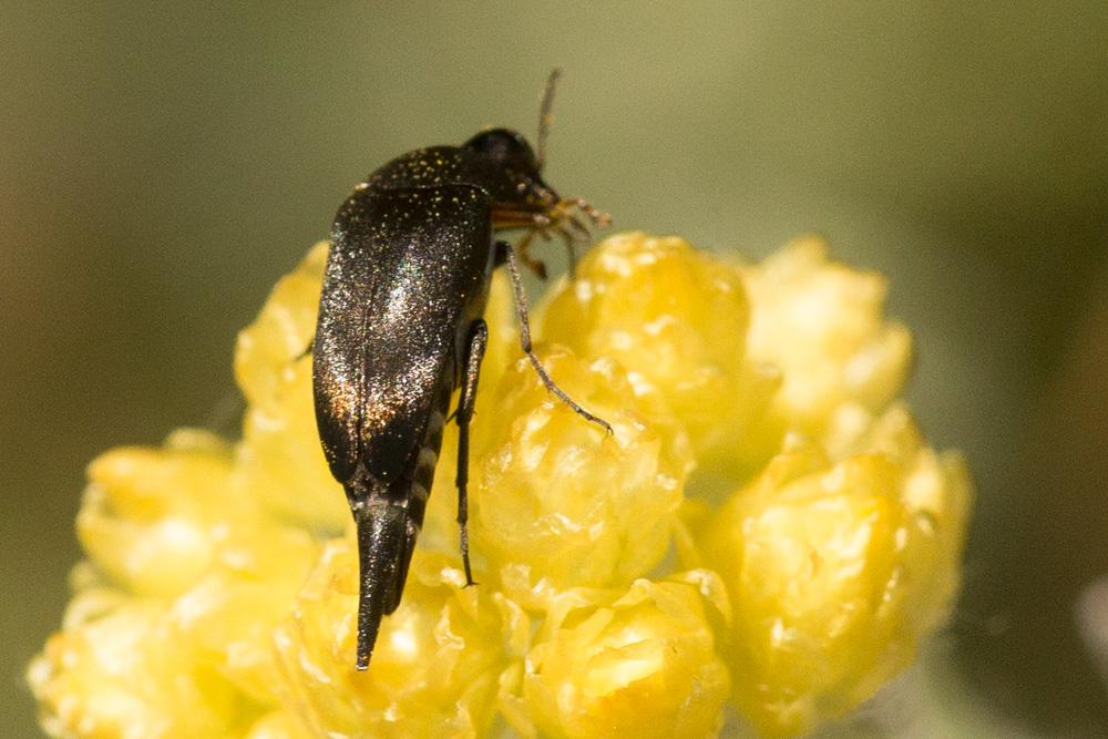 Mordellidae Latreille, 1802