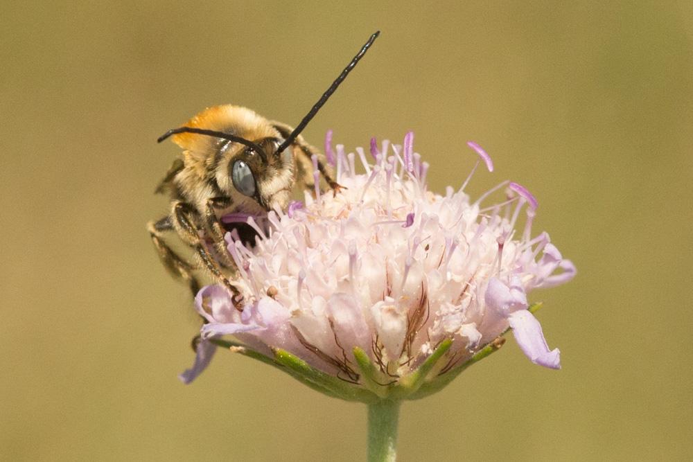 Le Eucère striée Tetraloniella strigata (Lepeletier, 1841)