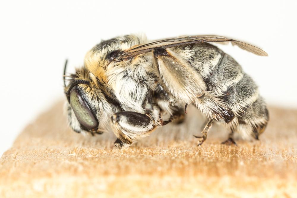 Anthophora Latreille, 1803