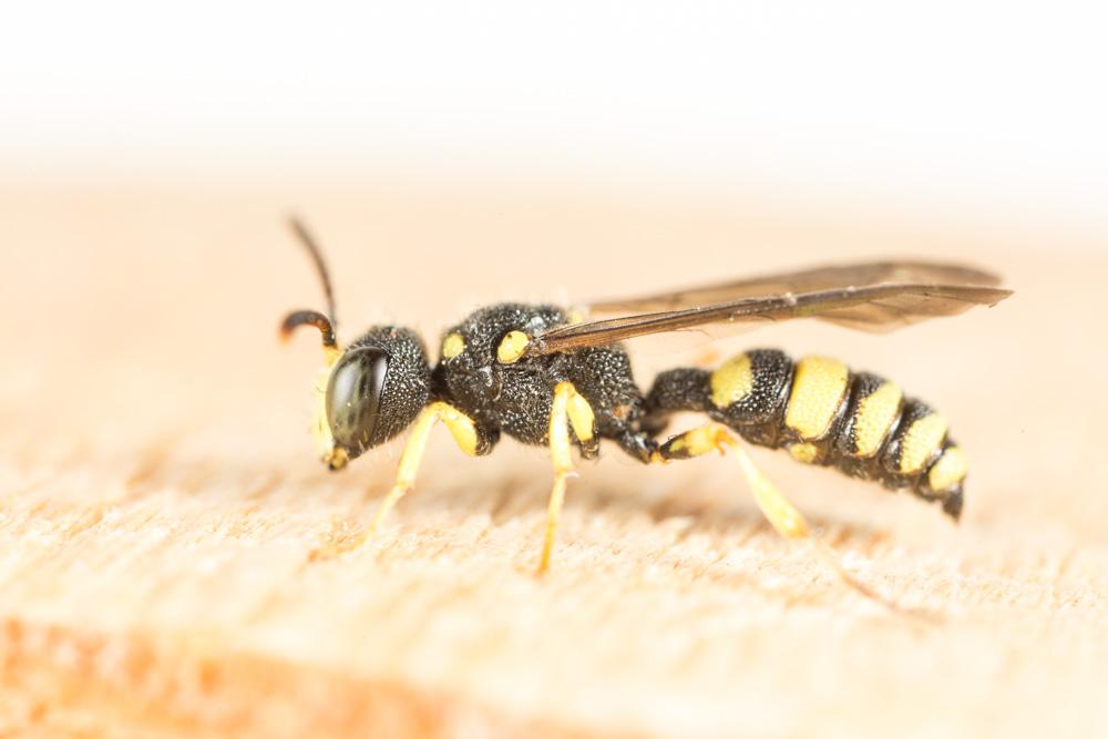 Le  Cerceris rybyensis (Linnaeus, 1771)