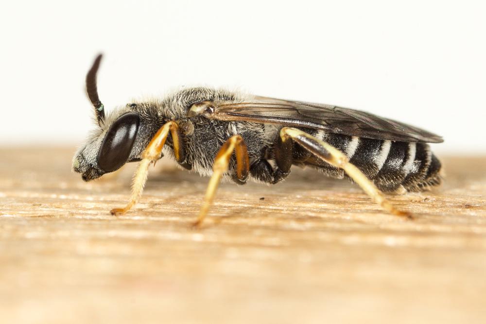 Le  sp. Halictus Latreille, 1804 sp.