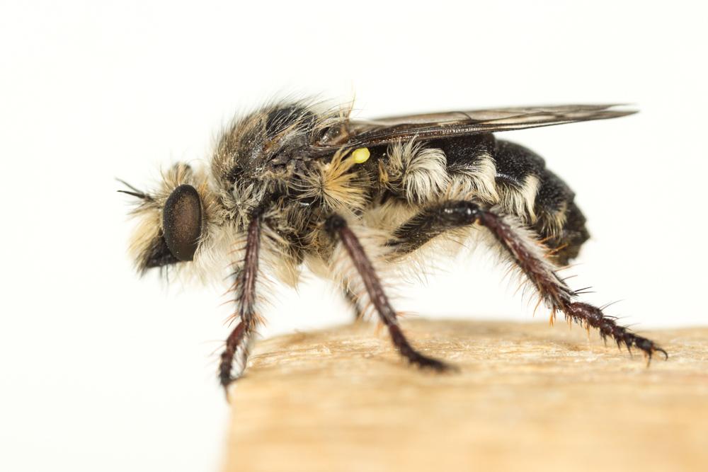 Asilidae Latreille, 1802