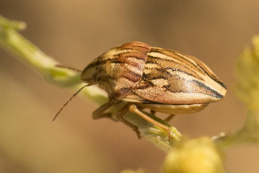 Odontotarsus purpureolineatus (Rossi, 1790)