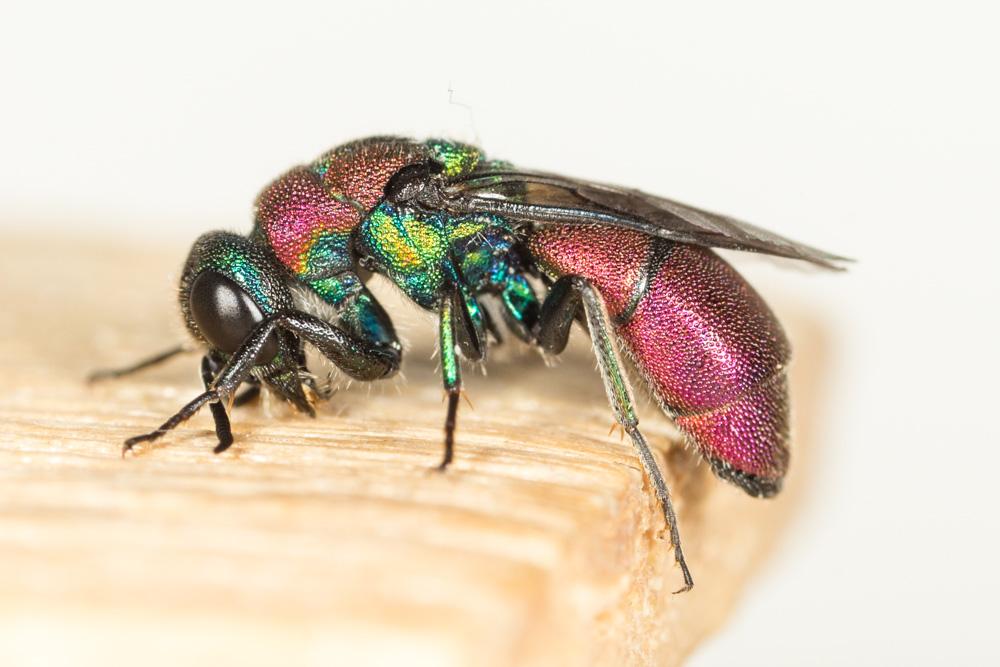 Guêpe-coucou Chrysididae Latreille, 1802