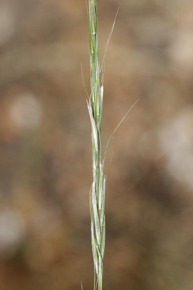 Le Plumet faux brome, Stipe faux Brome Achnatherum bromoides (L.) P.Beauv., 1812