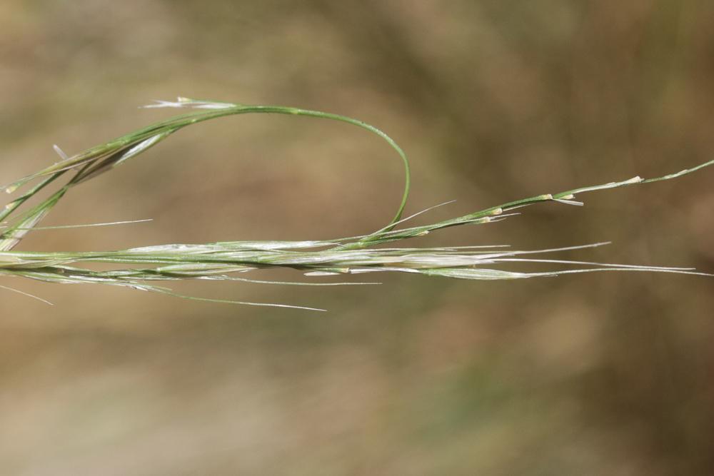 Le Plumet faux brome, Stipe faux Brome Achnatherum bromoides (L.) P.Beauv., 1812