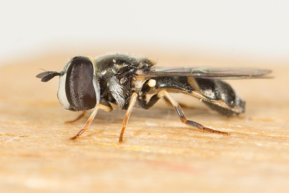 Le  Paragus quadrifasciatus Meigen, 1822