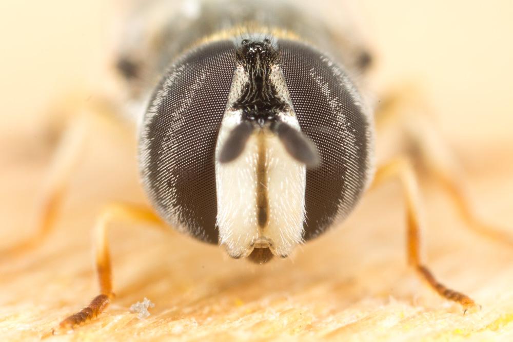 Le  Paragus quadrifasciatus Meigen, 1822