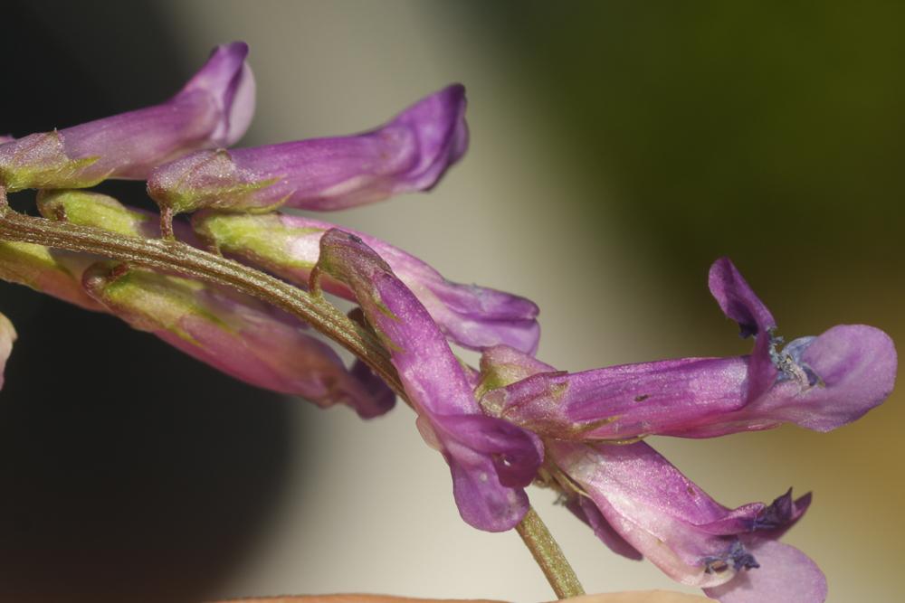 Vicia eriocarpa (Hausskn.) Halácsy, 1900