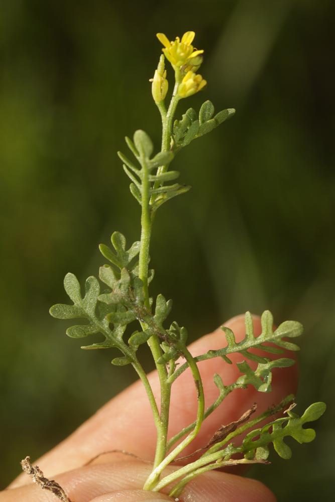 Cresson rude Sisymbrella aspera (L.) Spach, 1838