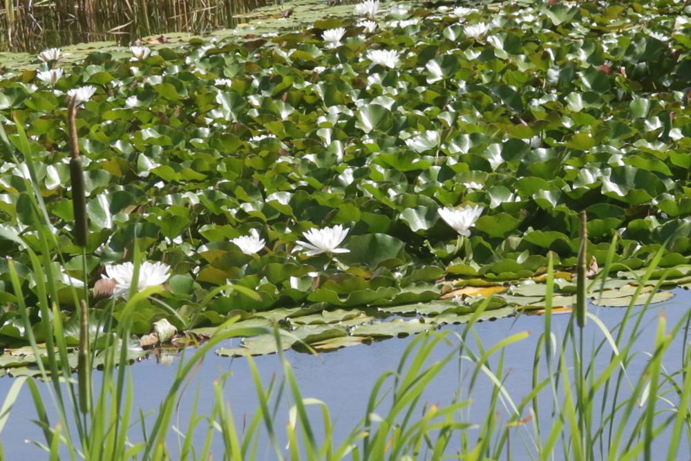 Nénuphar blanc, Lys des étangs Nymphaea alba L., 1753