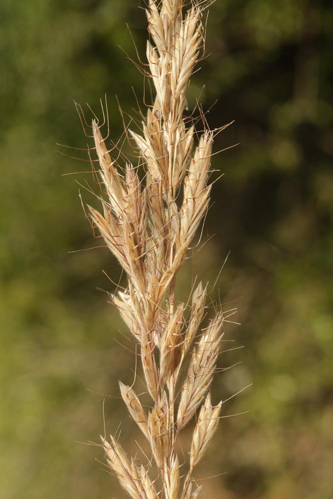 Brome lancéolé Bromus lanceolatus Roth, 1797