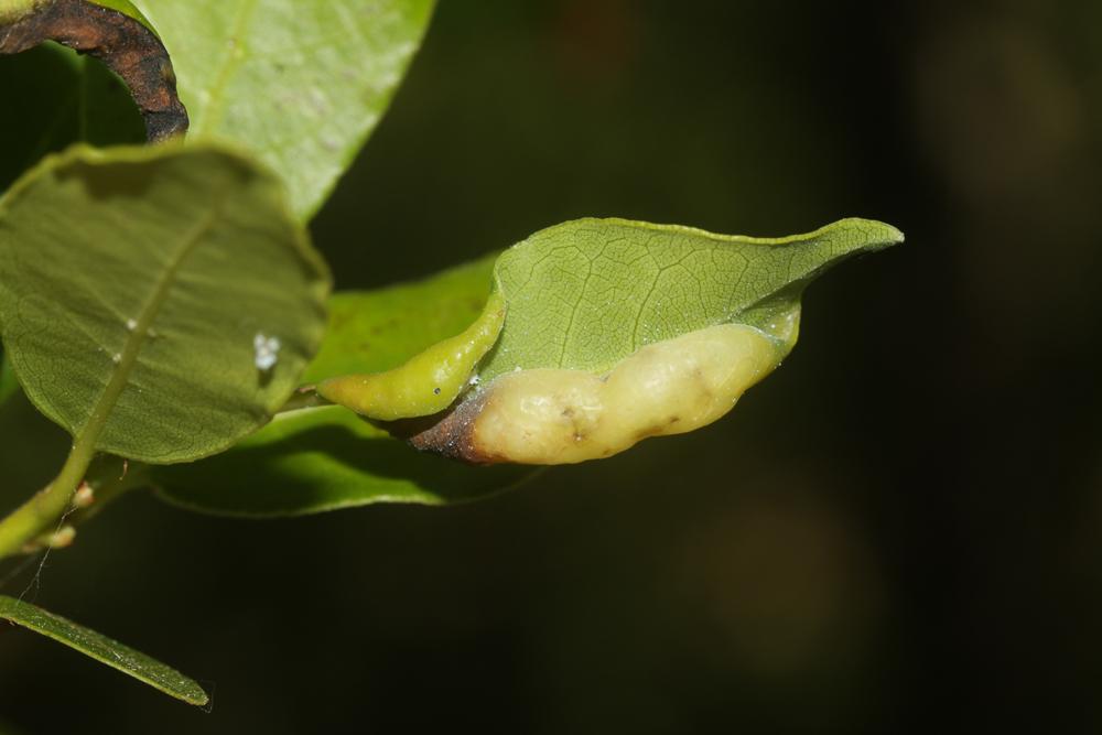 Psylle du laurier Lauritrioza alacris (Flor, 1861)