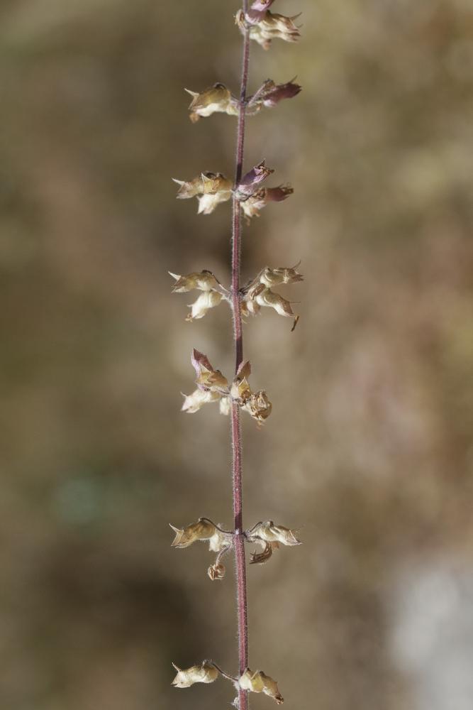 Germandrée botryde Teucrium botrys L., 1753