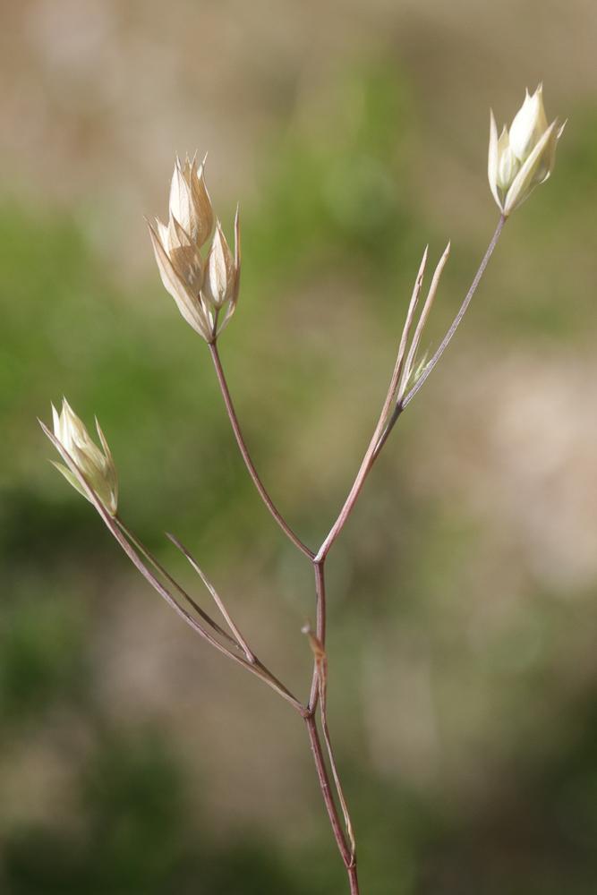 Buplèvre du Mont Baldo, Buplèvre opaque Bupleurum baldense Turra, 1764