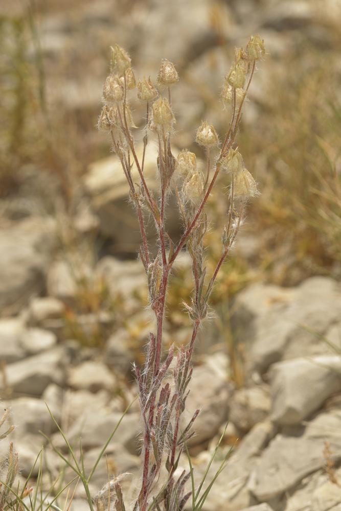 Potentille velue Potentilla hirta L., 1753