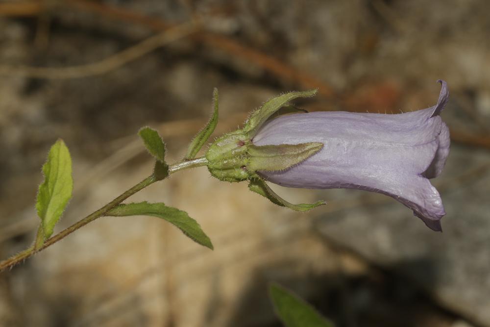 Campanule carillon, Fausse Raiponce Campanula medium L., 1753
