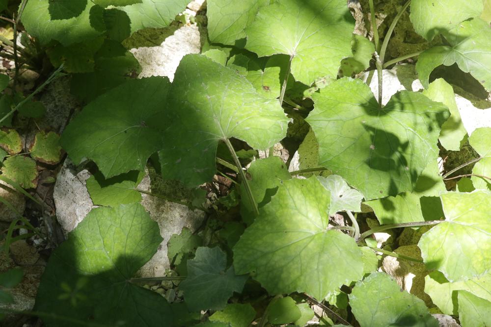 Tussilage, Pas-d'âne, Herbe de saint Quirin Tussilago farfara L., 1753