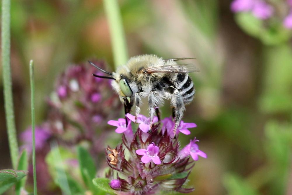 Héliophile commune Anthophora bimaculata (Panzer, 1798)