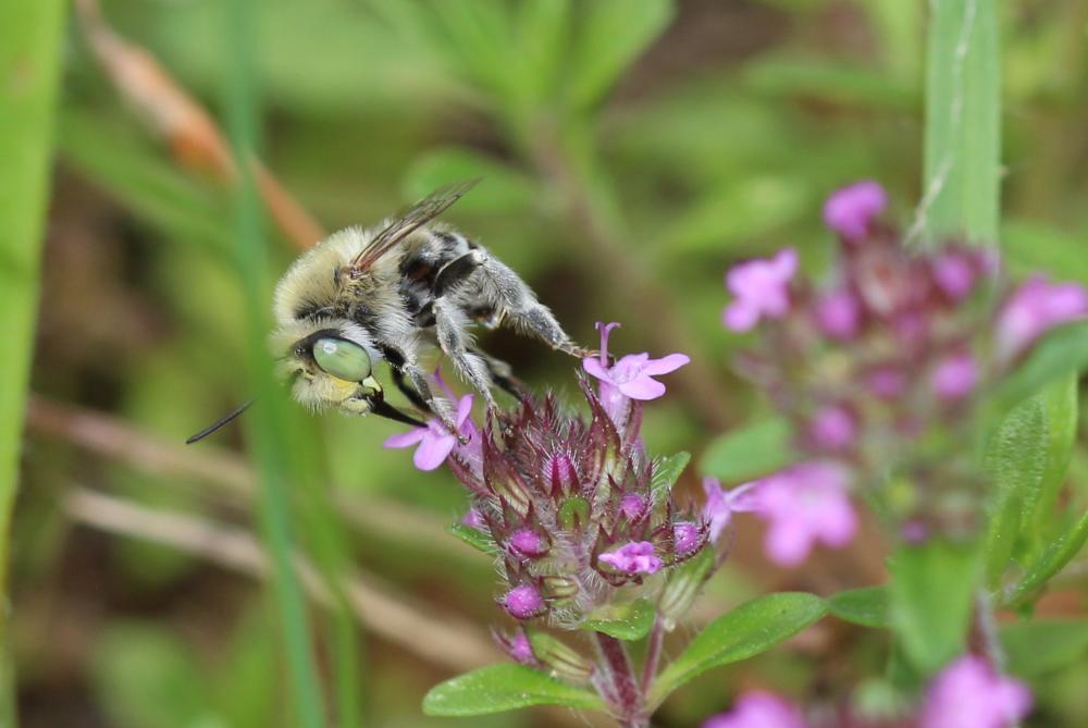 Héliophile commune Anthophora bimaculata (Panzer, 1798)