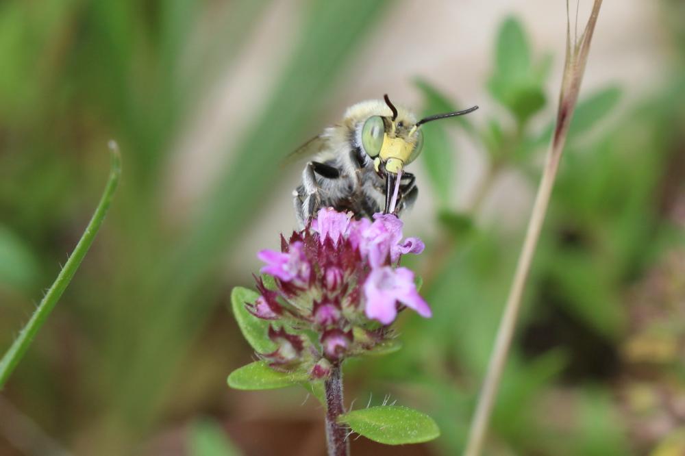 Héliophile commune Anthophora bimaculata (Panzer, 1798)