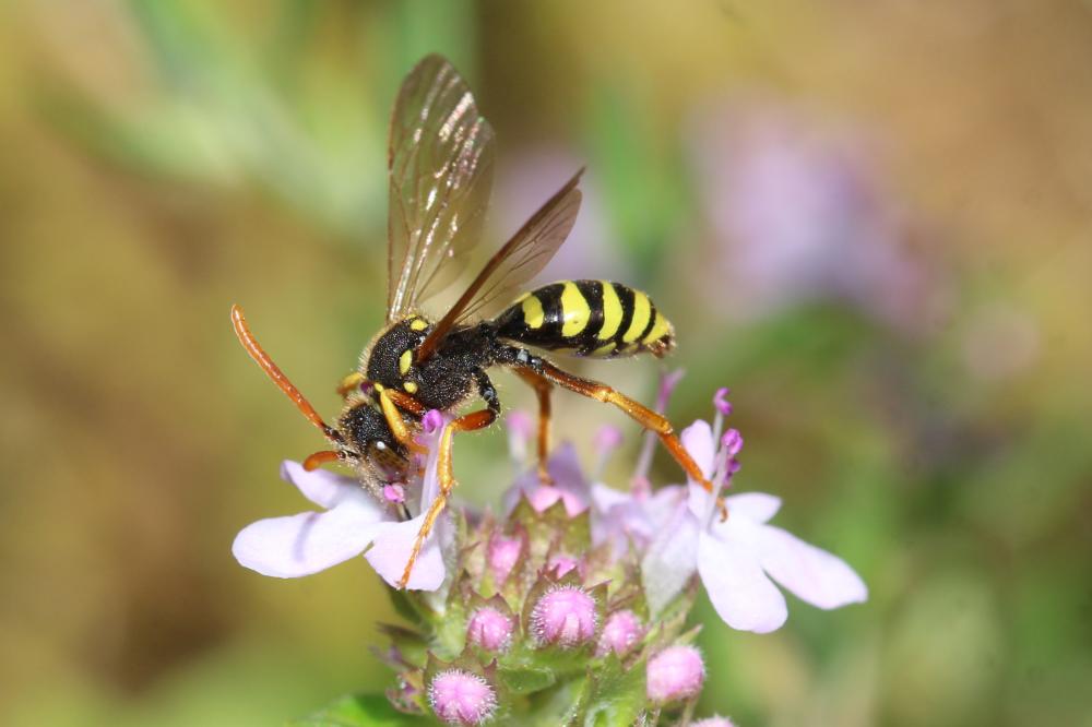 Nomada goodeniana (Kirby, 1802)