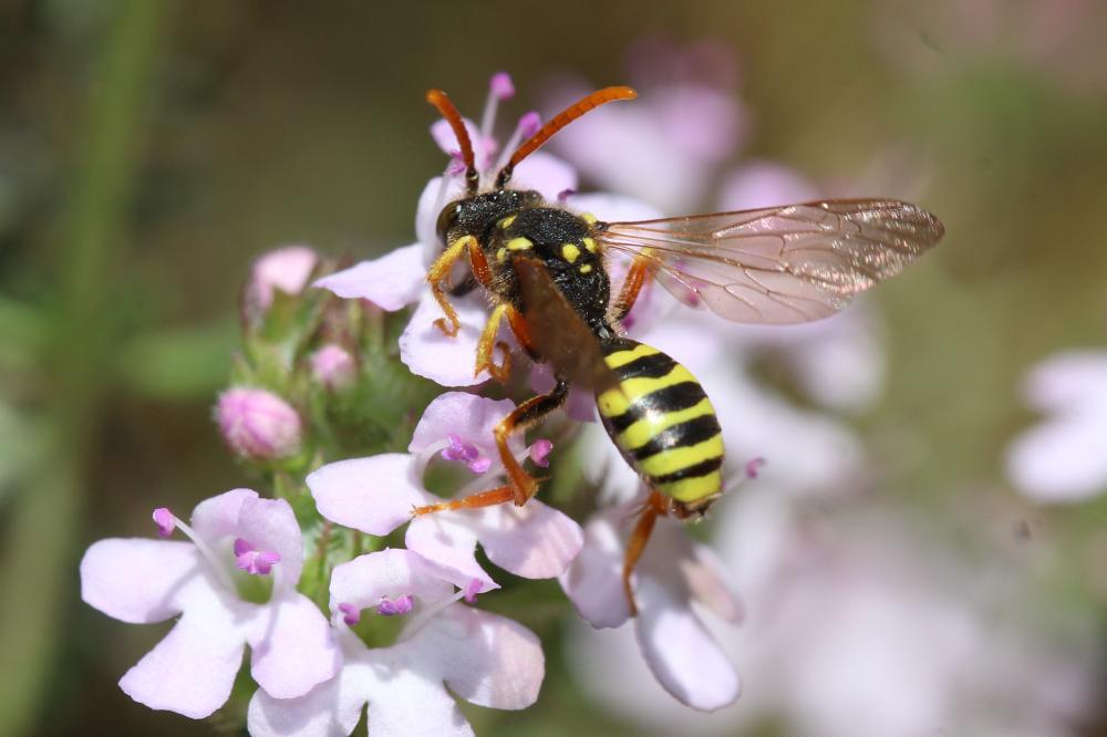 Nomada goodeniana (Kirby, 1802)