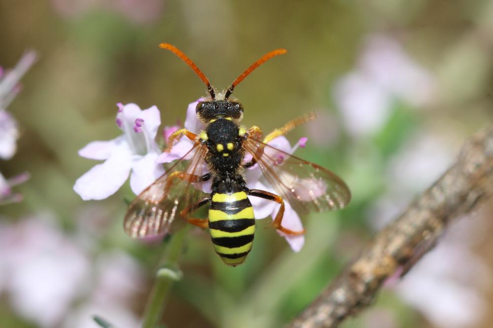  Nomada goodeniana (Kirby, 1802)