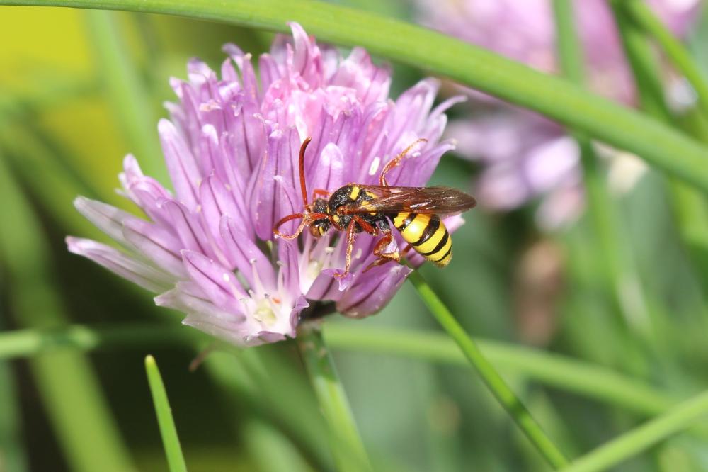 Nomada mutica Morawitz, 1872