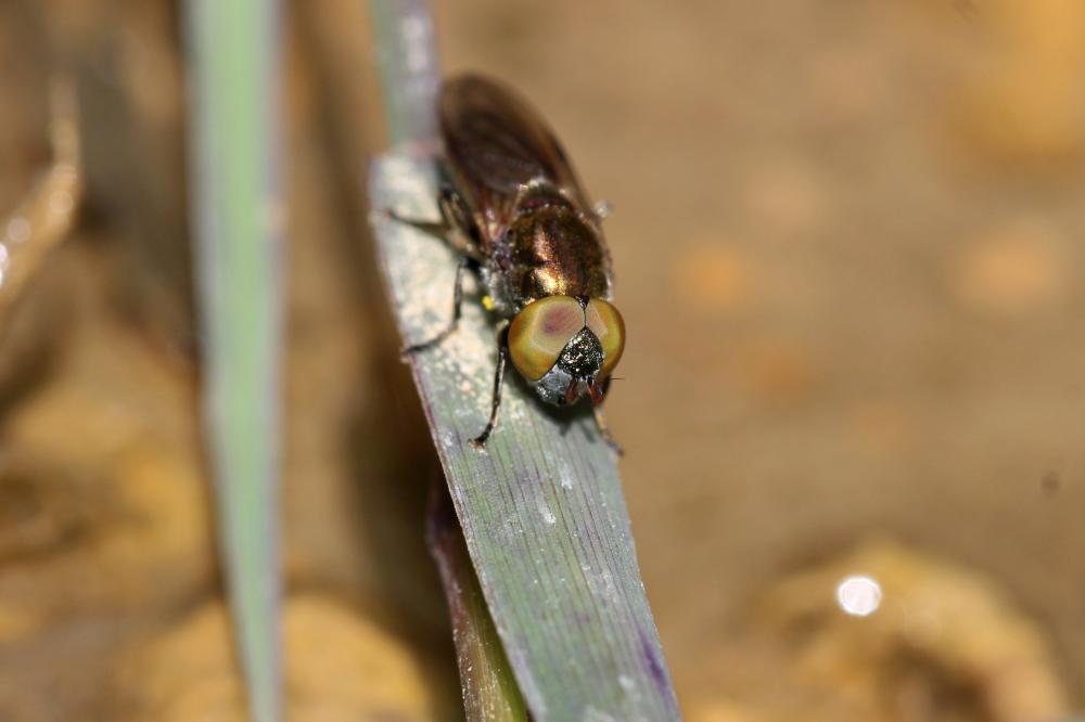  Riponnensia splendens (Meigen, 1822)