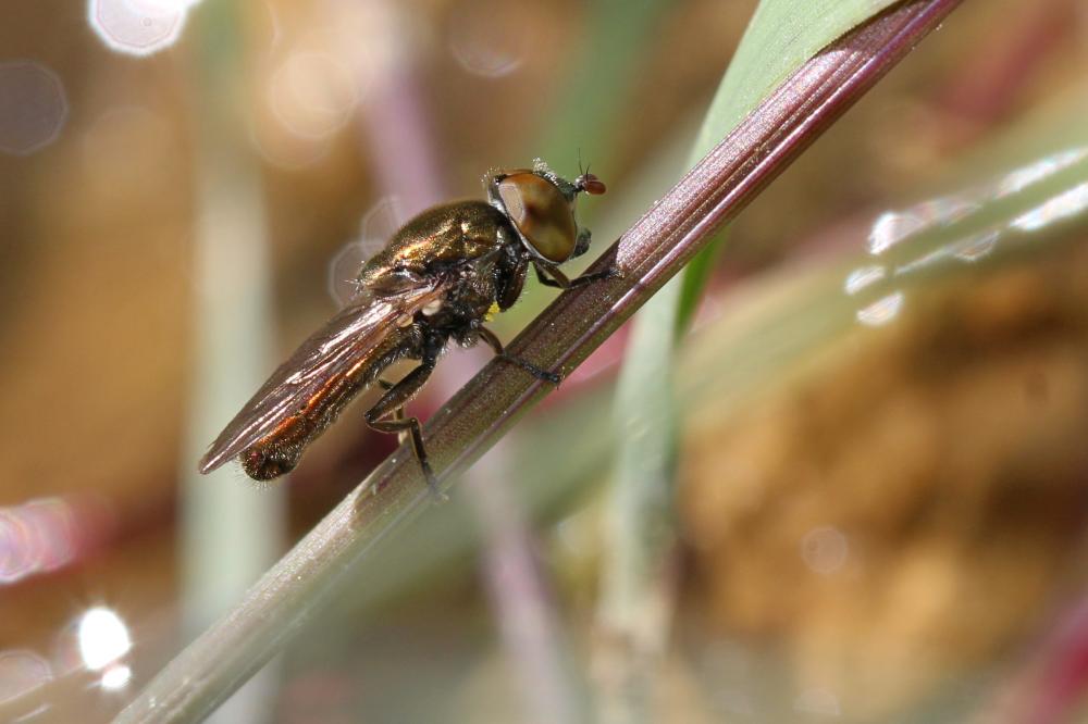 Riponnensia splendens (Meigen, 1822)