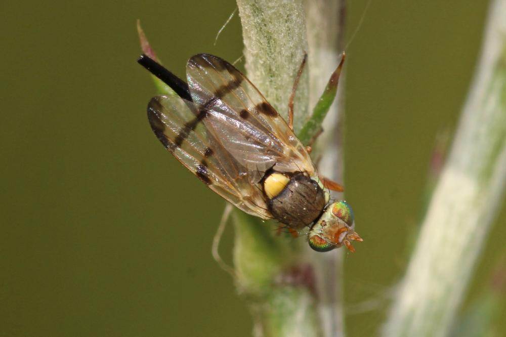 Urophora stylata (Fabricius, 1775)