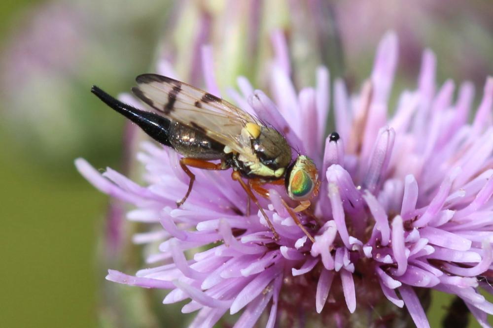 Urophora stylata (Fabricius, 1775)