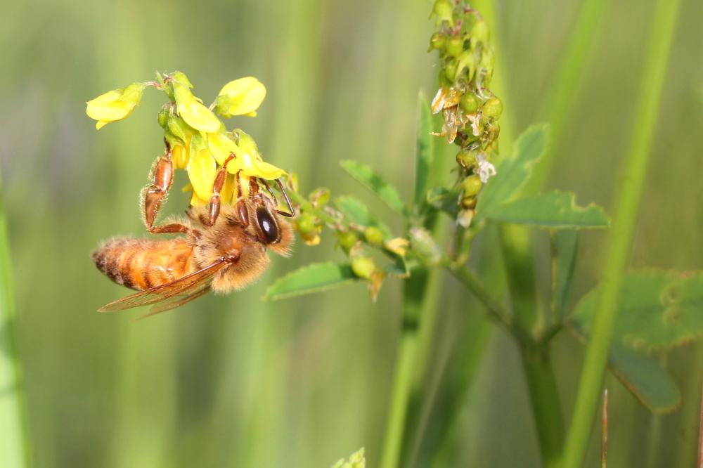 Abeille domestique, Abeille européenne, Abeille me Apis mellifera Linnaeus, 1758
