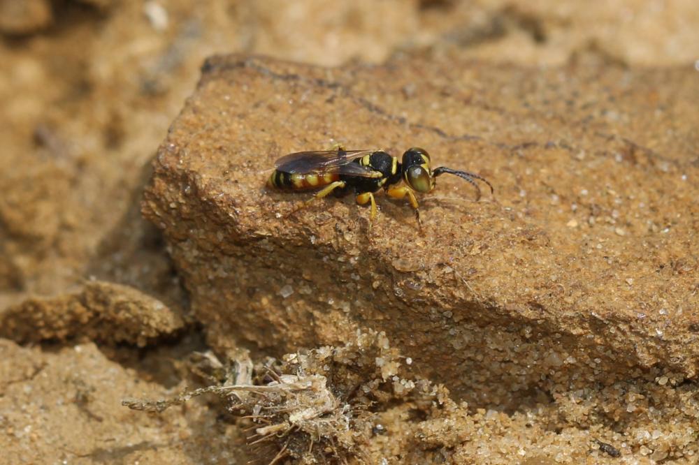 Dinetus pictus (Fabricius, 1793)
